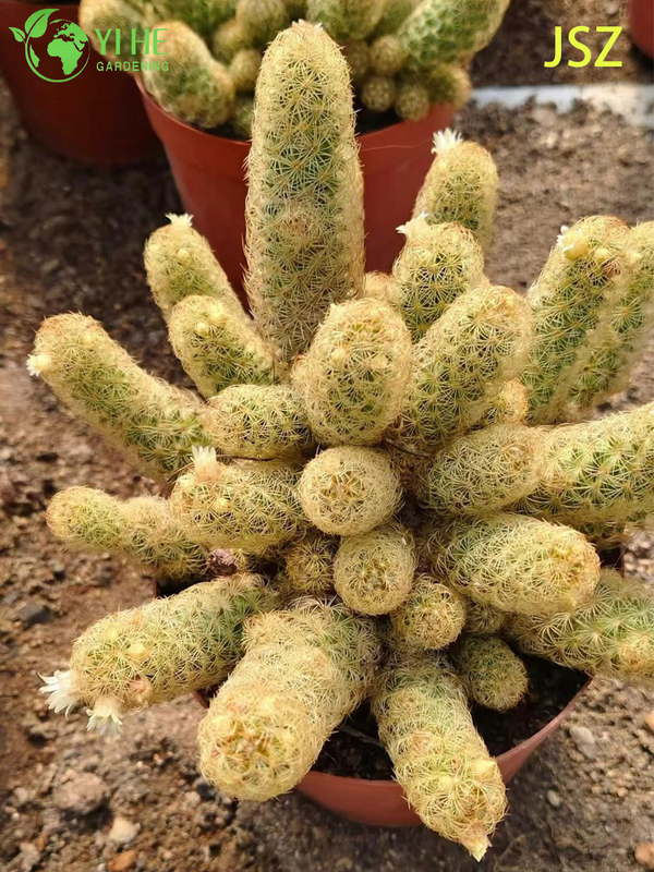 Lebender Marienk&auml;ferkaktus Mammillaria Elongata im Gro&szlig;handel f&uuml;r Zimmergarten-Bonsai