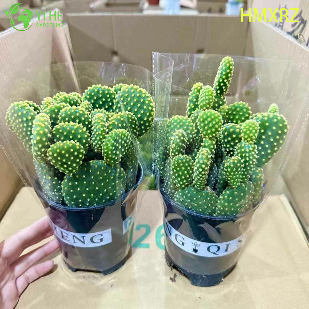 Bons&aacute;i vivo de la planta de Opuntia del lunar amarillo al por mayor del cactus de las orejas de conejo