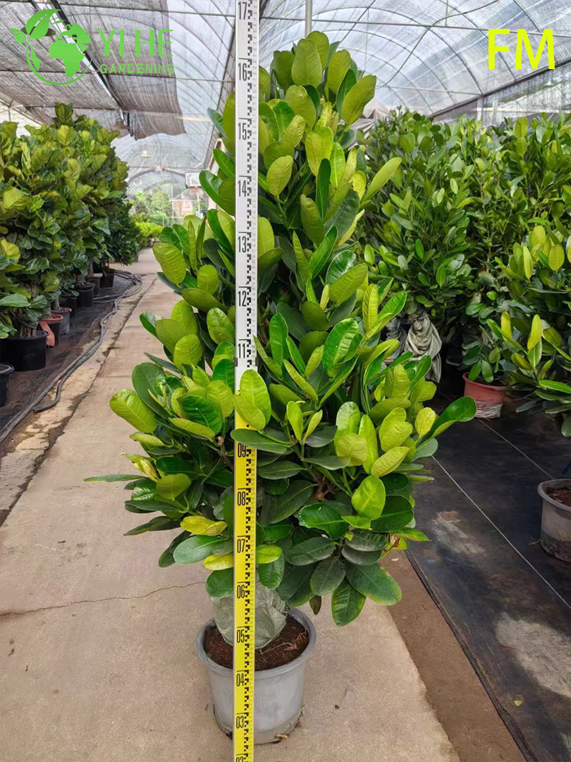 S&uuml;s Peyzaj Korunması Bonsai i&ccedil;in Toptan Dik Fukugi Ağacı Canlı Bitki