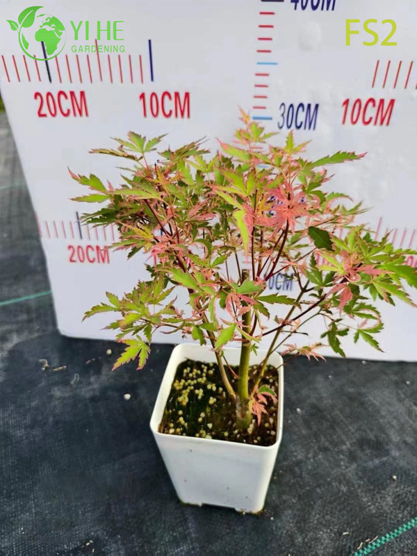 S&uuml;s Peyzaj Bonsai i&ccedil;in Ağlayan Yeşil Laceleaf Ak&ccedil;aağa&ccedil; Ağacı