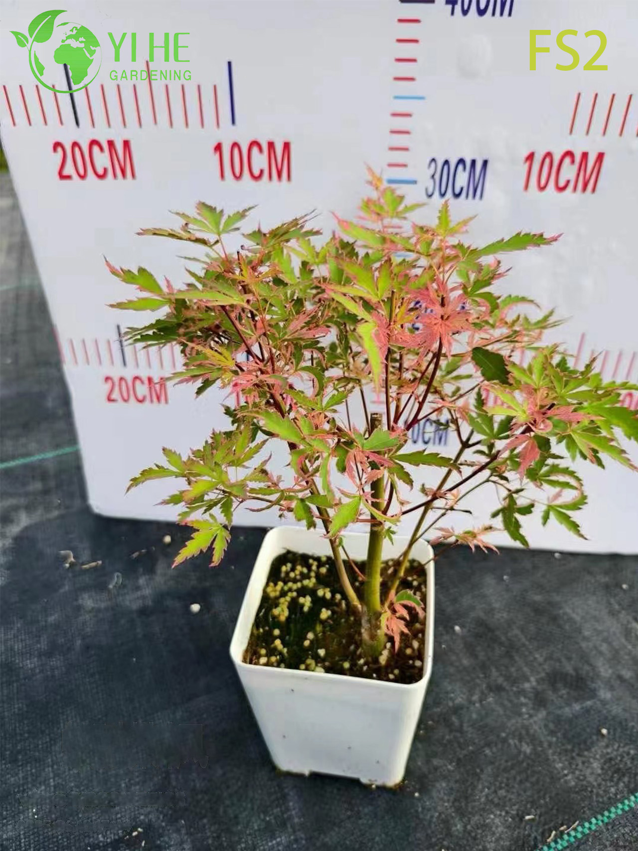 S&uuml;s Peyzaj Bonsai i&ccedil;in Ağlayan Yeşil Laceleaf Ak&ccedil;aağa&ccedil; Ağacı