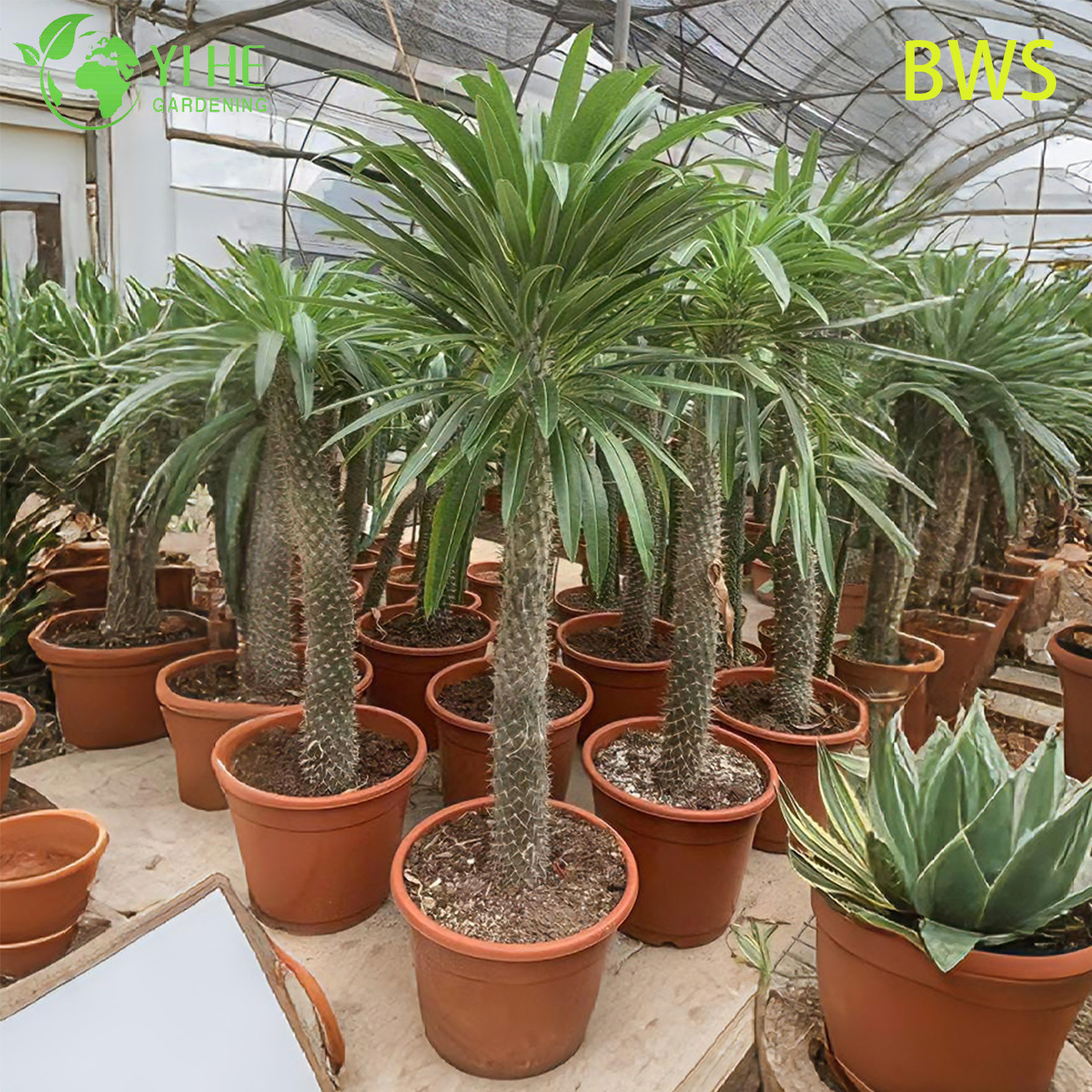 Palma del Madagascar dal vivo Un bonsai succulento Pachypodium con tronco spinoso alto