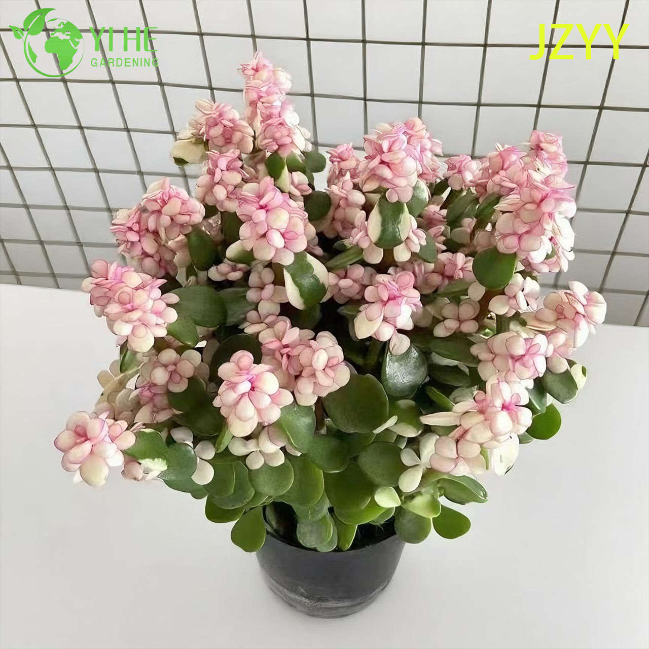 Live Rainbow Elephant Bush Un bonsa&iuml; succulent panach&eacute; tricolore rose