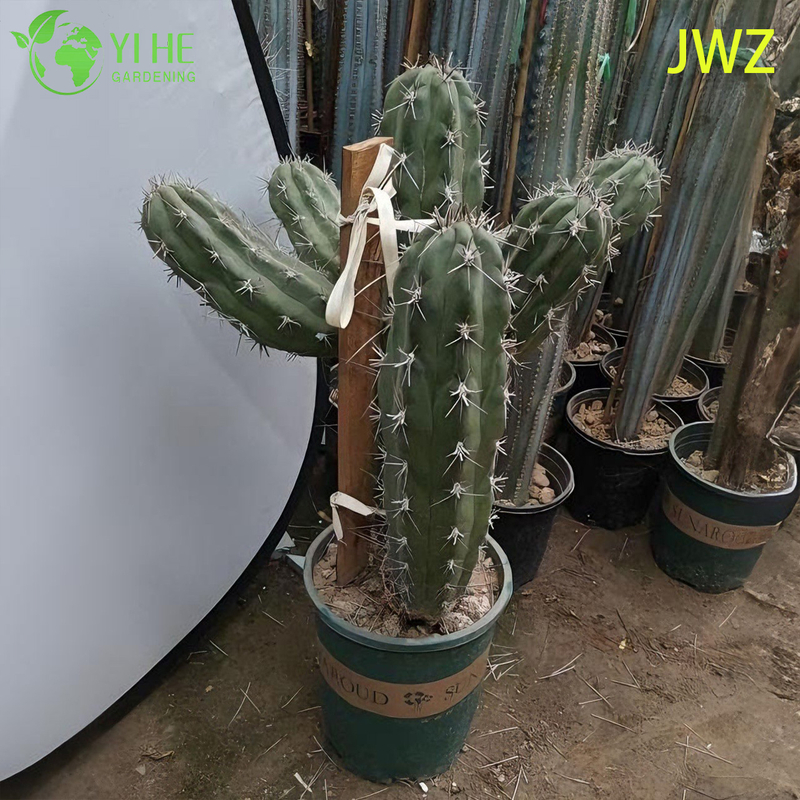 लाइव मैक्सिकन बाड़ पोस्ट कैक्टस एक लंबा स्तंभकार पसली वाला रसीला