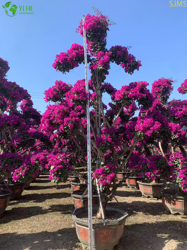 बोगेनविलिया बड़ा बोनसाई