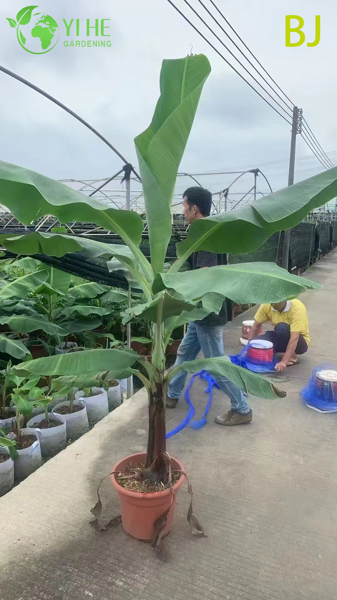 Оптовая торговля большой лист тропического бананового растения для декора сада бонсай