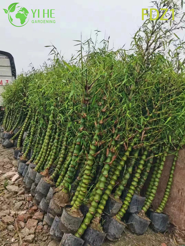 Vientre de oro vivo al por mayor de Buda que agrupa el bamb&uacute; para el dise&ntilde;o del paisaje Bonsai