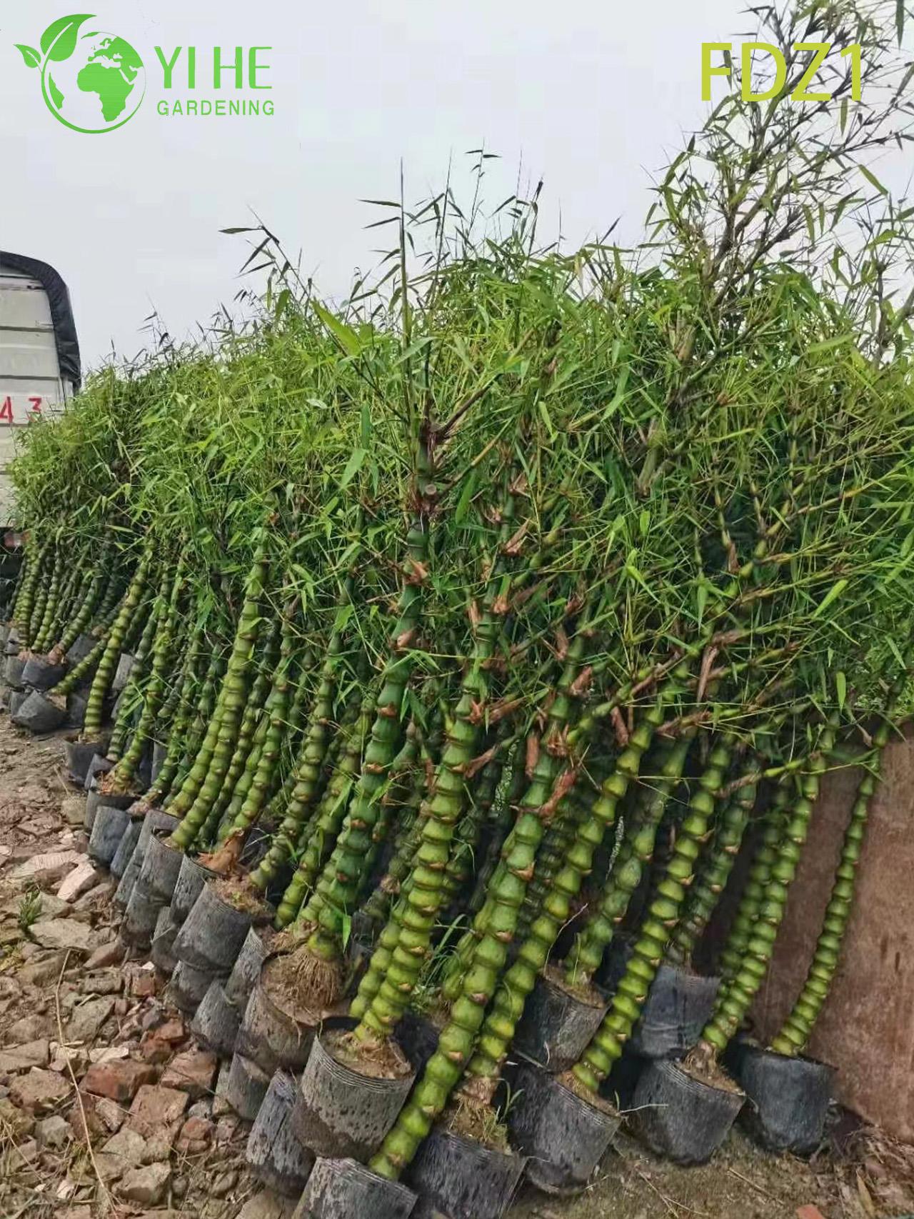 Vientre de oro vivo al por mayor de Buda que agrupa el bamb&uacute; para el dise&ntilde;o del paisaje Bonsai