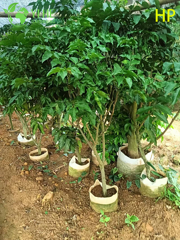 &Aacute;rbol Pongamia pinnata resistente a la sequ&iacute;a para bons&aacute;i de paisajismo y biocombustible