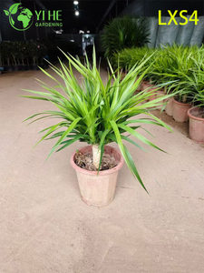 Piante vive all'ingrosso di Dracaena Fragrans 'Massangeana' per la decorazione domestica di interni Bonsai