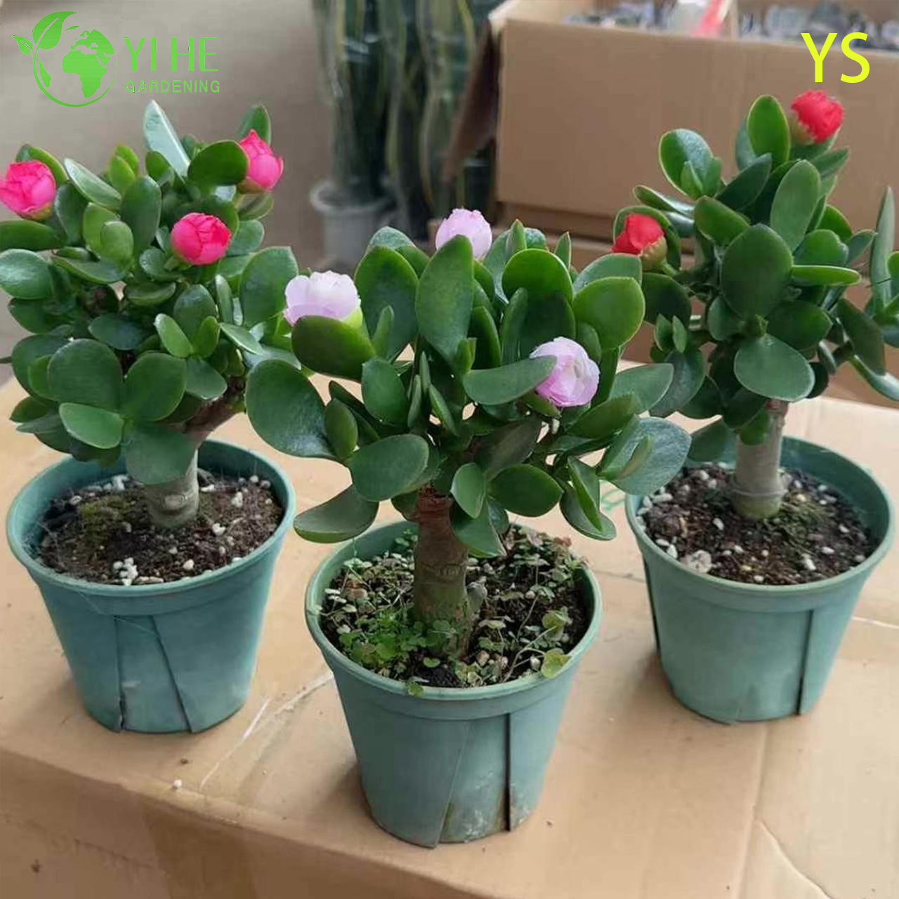 Planta decorativa de jade de &aacute;rvore de dinheiro vivo com bonsai de flores artificiais coloridas