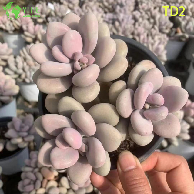 Atacado Lavanda Rosa Moonstones Suculentas Conjunto de Plantas Vivas Bonsai