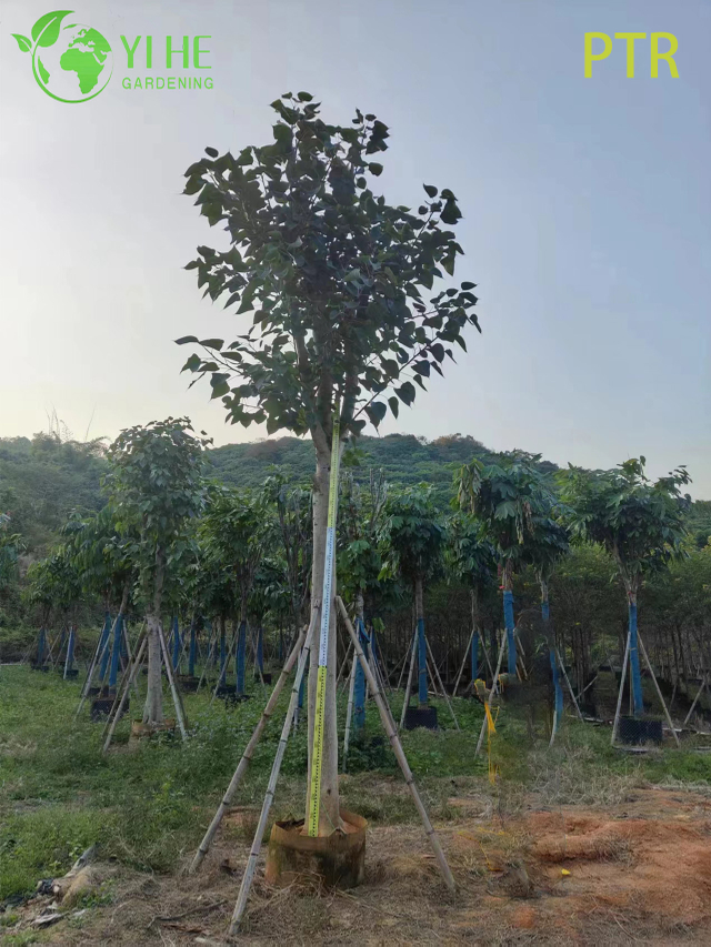 &Aacute;rvore sagrada Bodhi Ficus Religiosa para &aacute;rvore de paisagismo do jardim do templo