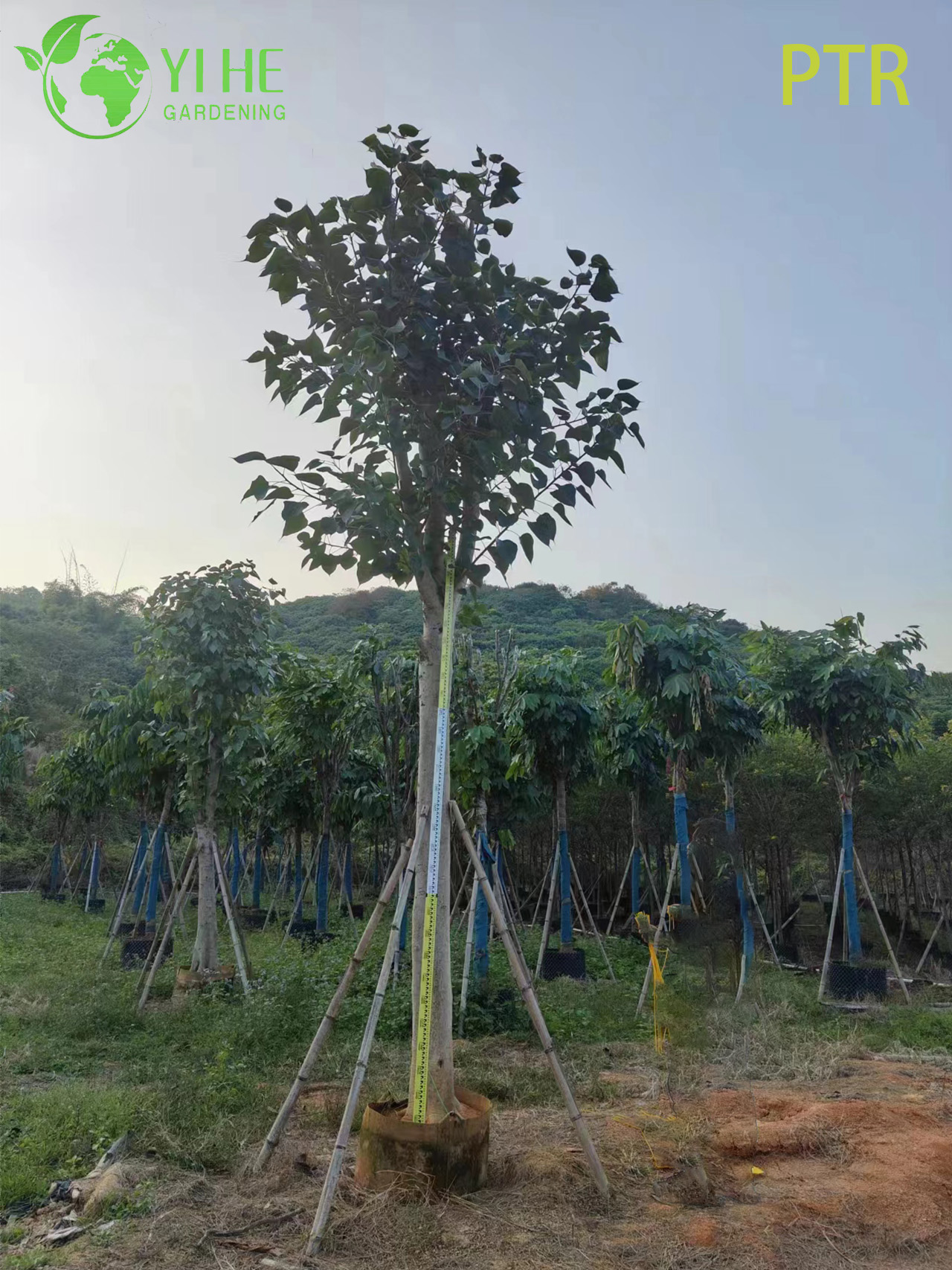 &Aacute;rbol Sagrado Bodhi Ficus Religiosa para el &Aacute;rbol de Paisajismo del Jard&iacute;n del Templo