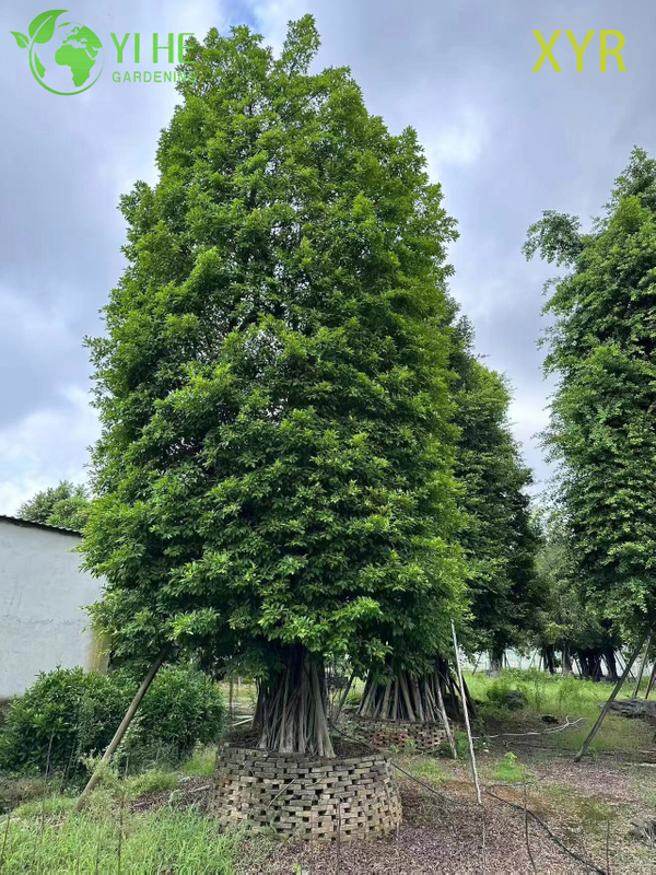 Gęsty, wiecznie zielony laur indyjski Ficus Nitida do drzewa żywopłotowego i osłonowego