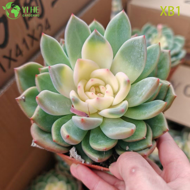 ขายส่ง Echeveria Champagne Succulent พร้อมครีมบอนไซกลาง
