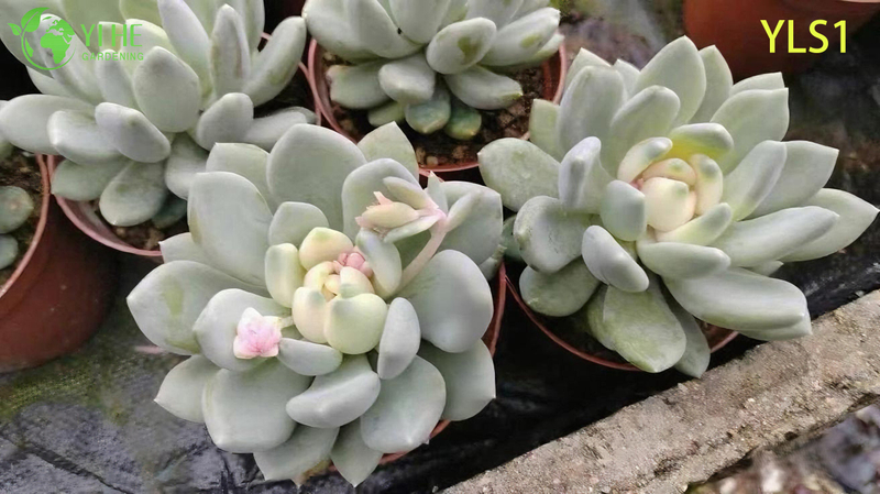 Оптовые продажи губной помады Echeveria Agavoides Живое суккулентное растение Бонсай
