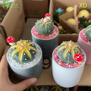 Bonsai di piante vive senza spina dorsale di Astrophytum Asterias Star Cactus all'ingrosso