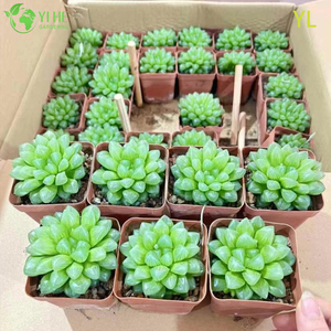 Lebende lilafarbene Haworthia Yulu Crystal Sukkulente Großhandel Bonsai