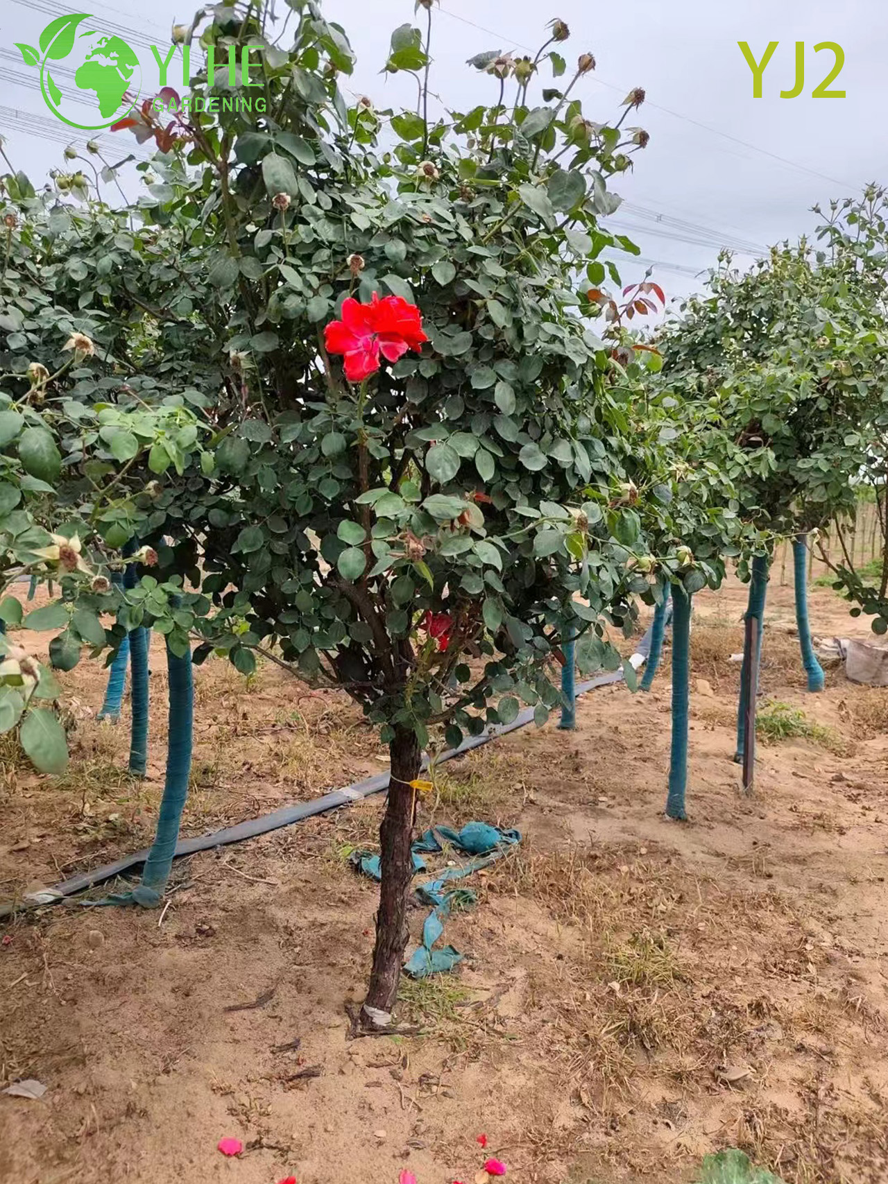 Bah&ccedil;e Peyzaj Bonsai i&ccedil;in Toptan Kırmızı Standart Rosa Chinensis Ağacı