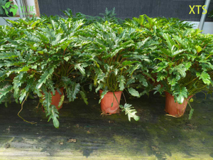Atacado Philodendron Selloum Hope Live Tropical Houseplant Bonsai
