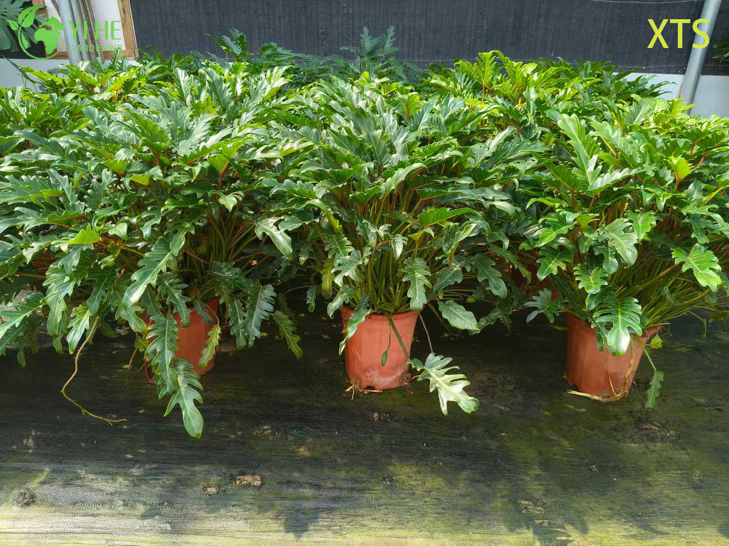 الجملة فيلوديندرون سيلوم الأمل لايف النباتات المنزلية الاستوائية بونساي