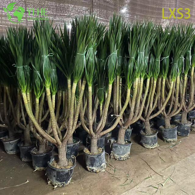 수출 분재를 위한 도매 Dracaena Draco 나무 살아있는 성숙한 용혈 나무