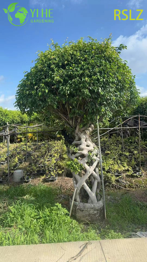 Gewebter Ficus-K&auml;fig, ein geflochtener Stamm, lebende Pflanzenskulptur, Bonsai