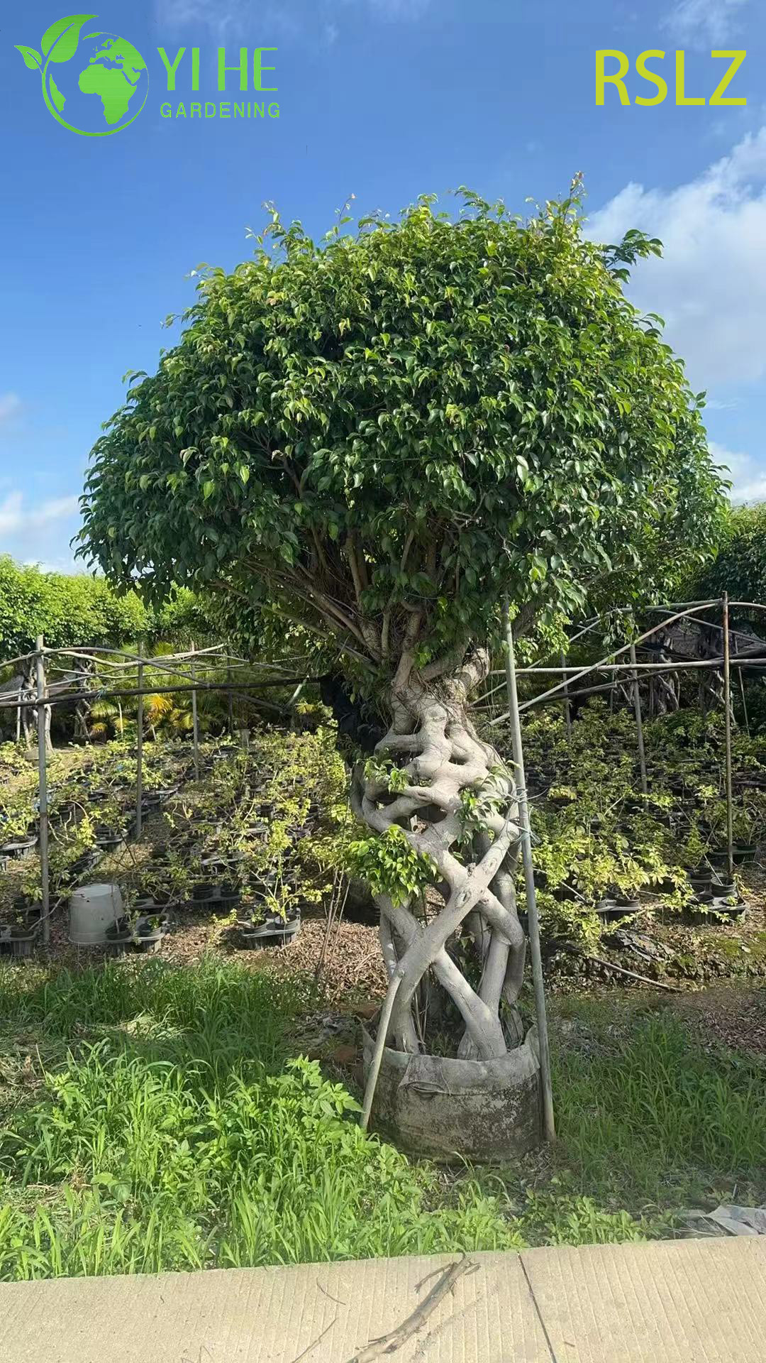 बुना हुआ फ़िकस पिंजरा एक ब्रेडेड ट्रंक लाइव प्लांट मूर्तिकला बोनसाई