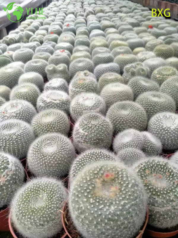 Orange bl&uuml;hender Rebutia-Kaktus, lebende Mini-Pflanze, Dekor-Bonsai im Gro&szlig;handel
