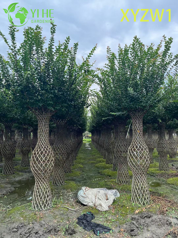 Декоративная лагерстремия парвифлора, топиарное дерево в форме вазы, растение для декора цветущего сада