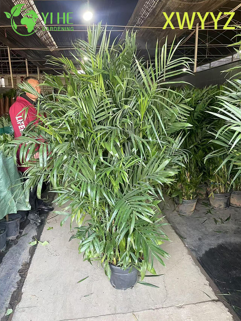 Palma hawaiana in vaso (Pritchardia gaudichaudii), pianta tropicale sempreverde per interni ed esterni