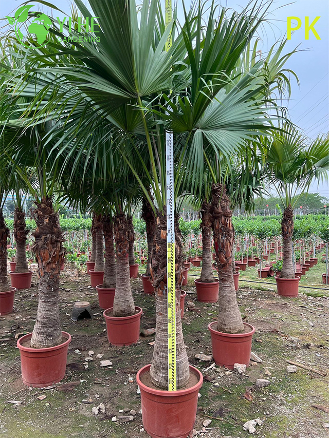 C&acirc;y cọ Livistona Chinensis, C&acirc;y cảnh thường xanh cho s&acirc;n vườn & cảnh quan
