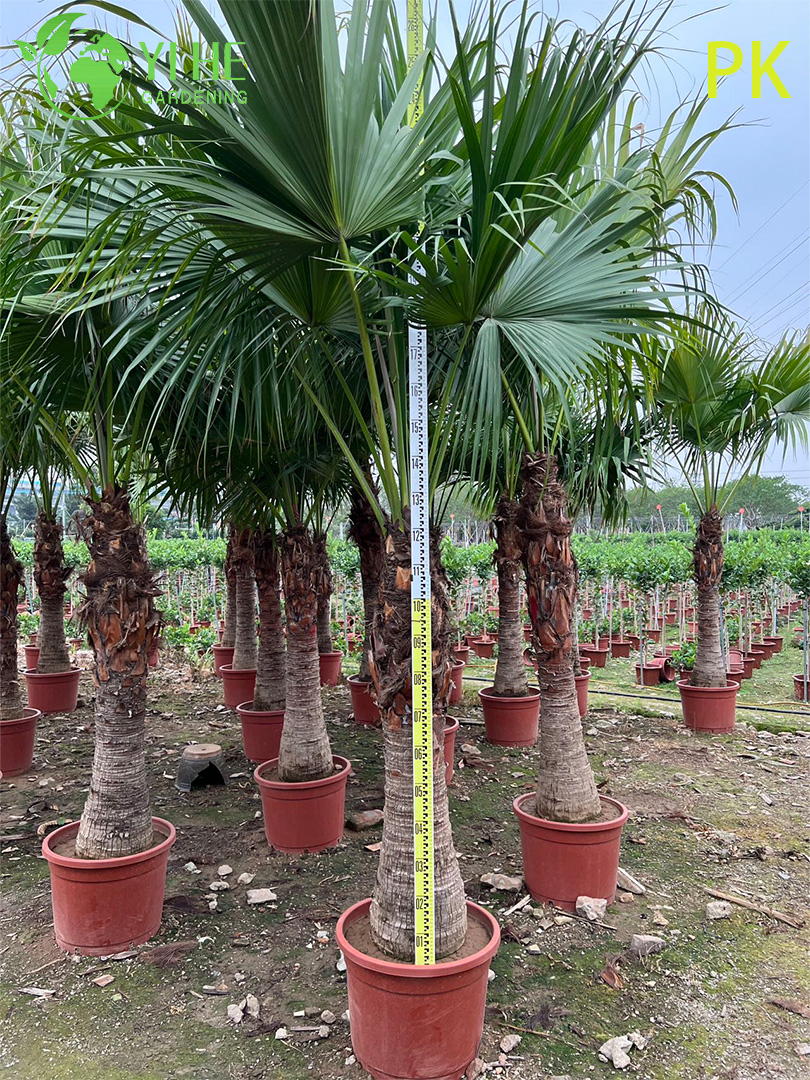 Livistona Chinensis 야자수, 정원 및 조경용 상록 관상용 식물