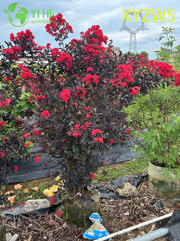 Ornamental Roxo - folha Lagerstroemia parviflora, Planta em vaso com flor vermelha