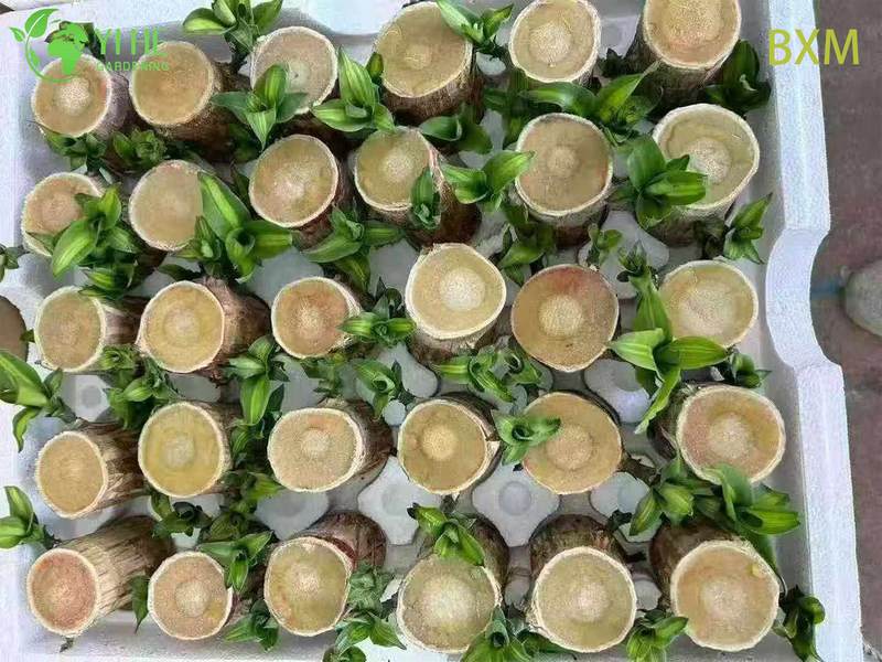 نبات دراكاينا للديكور الداخلي المعطر