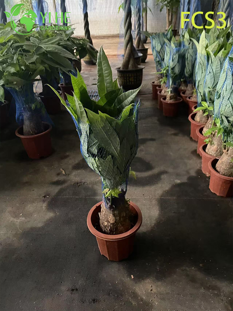 Pachira Macrocarpa صغير الحجم مع صندوق فريد من نوعه، شجرة نقود مزخرفة داخلية محظوظة