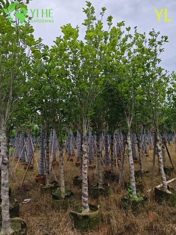 &Aacute;rvore de magn&oacute;lia perfumada ornamental para exporta&ccedil;&atilde;o por atacado