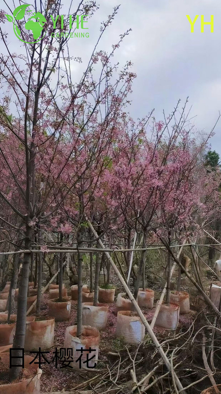 卸売輸出用の観賞用多品種桜の木