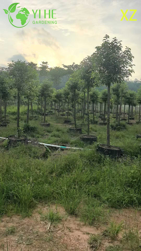 ໄມ້ຢືນຕົ້ນ Camphor ຂຽວຕະຫຼອດປີສໍາລັບການສົ່ງອອກຂາຍຍົກ