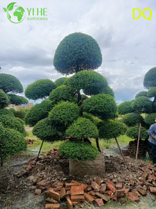 Bah&ccedil;e Peyzaj Bonsai i&ccedil;in Toptan Canlı Ilex Crenata Holly Globe Budama Sanatı