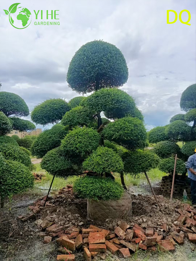 Bah&ccedil;e Peyzaj Bonsai i&ccedil;in Toptan Canlı Ilex Crenata Holly Globe Budama Sanatı