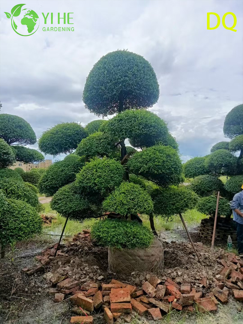 الجملة لايف Ilex Crenata هولي غلوب توبياري لحديقة المناظر الطبيعية بونساي