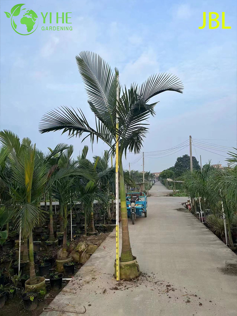 Venta al por mayor elegante palmera Alexander para Avenue Landscaping