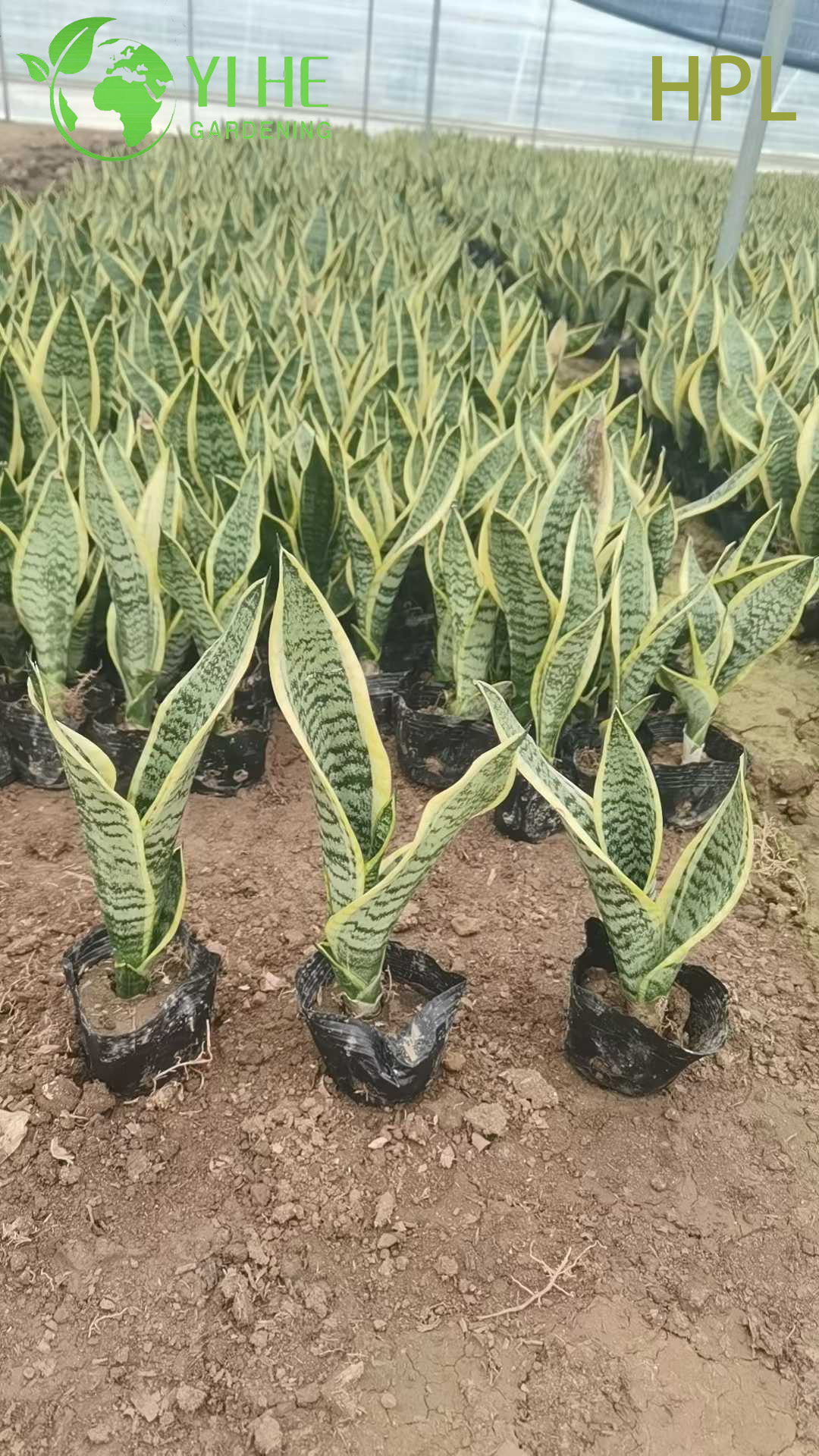 Вечнозеленое растение Sansevieria Trifasciata Snake для внутреннего декора