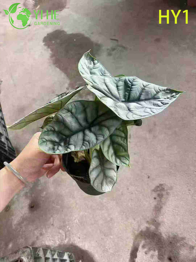 Pianta in vaso tropicale giovane Alocasia Zebrina - Verde sempreverde per decorazioni per interni