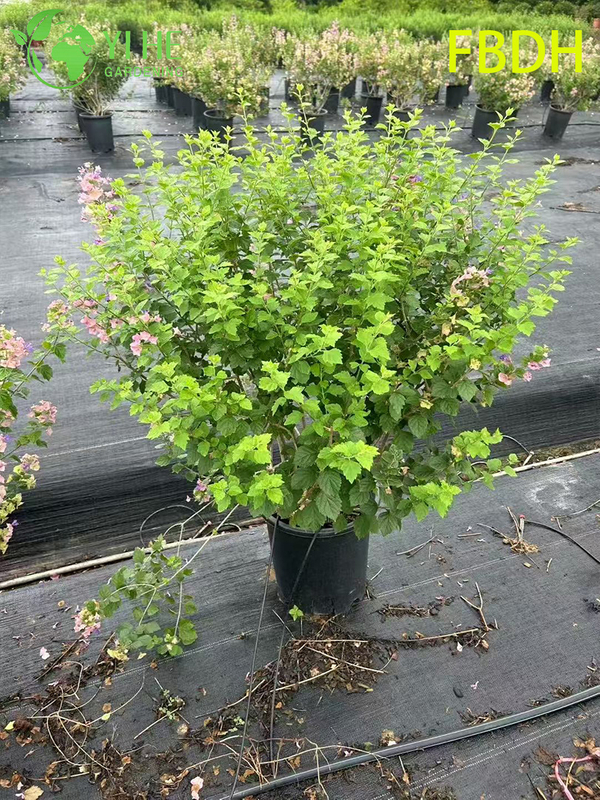 Bractée rose de qualité supérieure, arbuste rouge d'hiver, plante ornementale de qualité d'exportation en gros