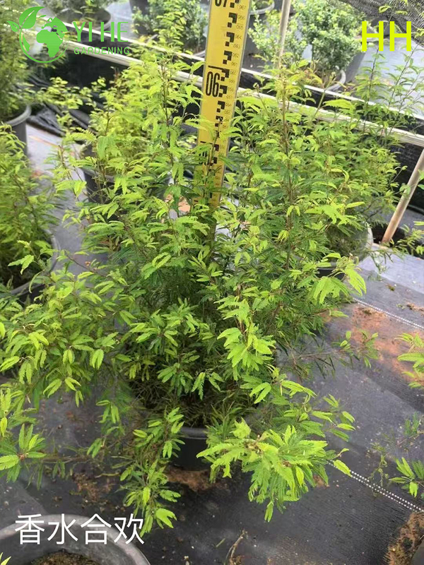 Gro&szlig;handel Exportqualit&auml;t Albizia Julibrissin Zierbl&uuml;hender Baum