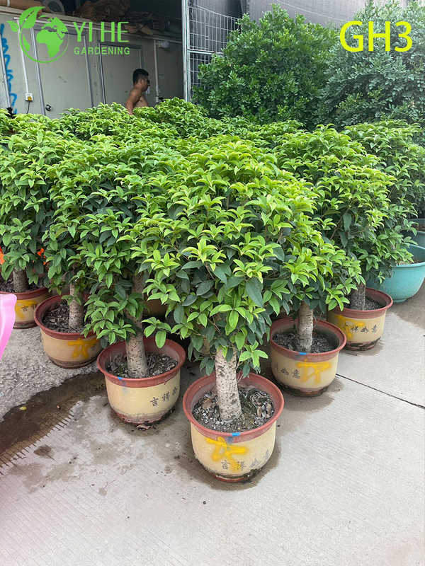 Bonsai di Osmanthus Fragrans in vaso a forma globulare