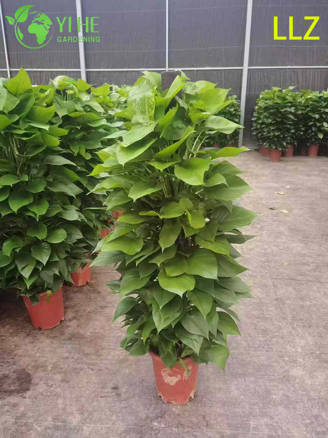 عمود بوثوس كبير الحجم من Evergreen لمحطة تنقية الهواء في الأماكن المغلقة